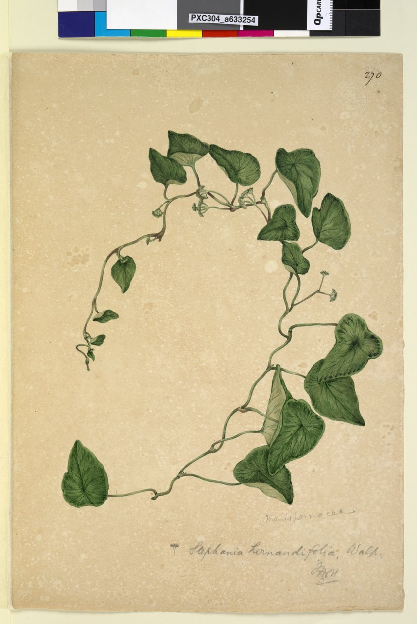 Strana 270. Stephania hernandiaefolia, c.1803-06 (wc, pero, inkoust a tužka) od John William Lewin
