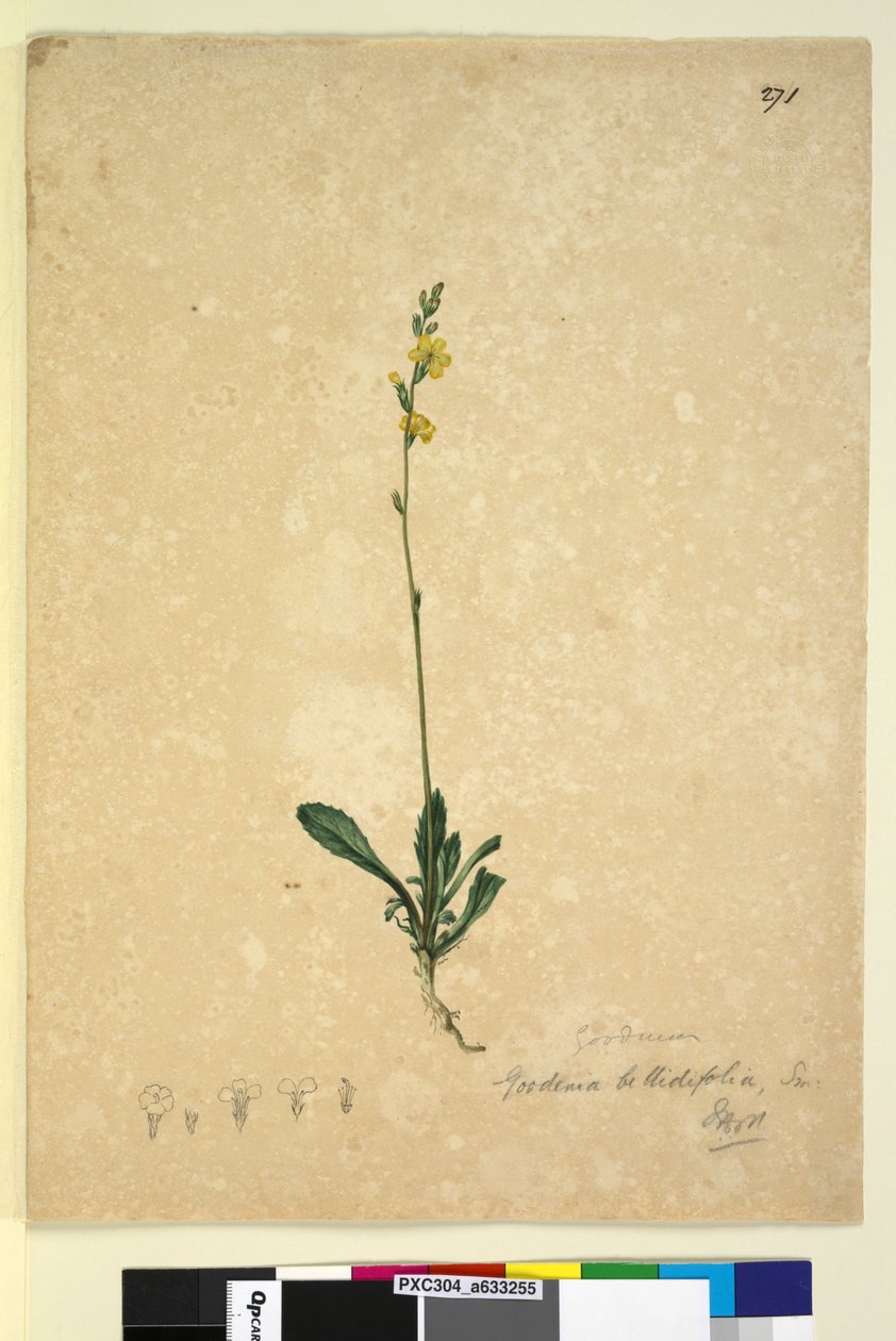 Strana 271. Goodenia bellidifolia, c.1803-06 (wc, pero, inkoust a tužka) od John William Lewin