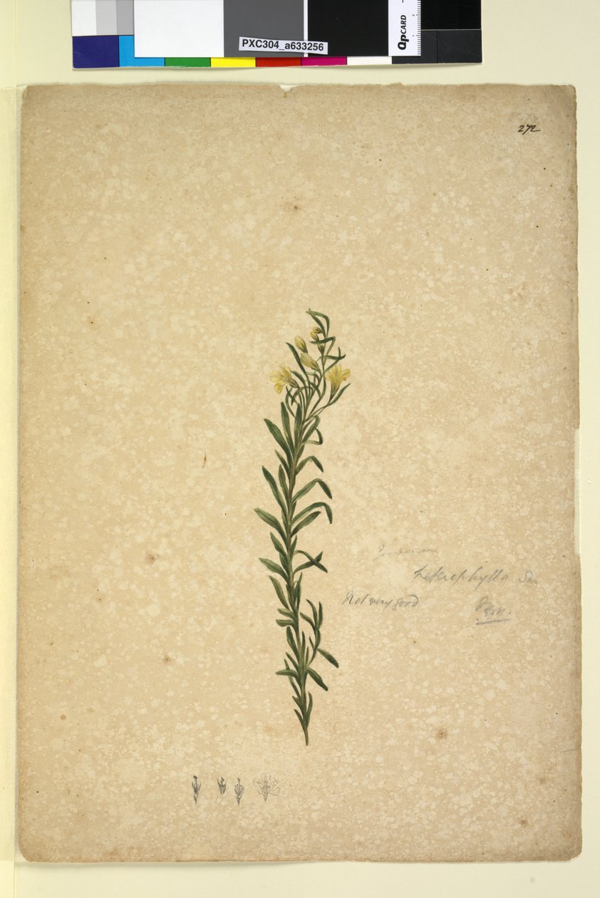 Strana 272. Goodenia heterophylla, c.1803-06 (wc, pero, inkoust a tužka) od John William Lewin