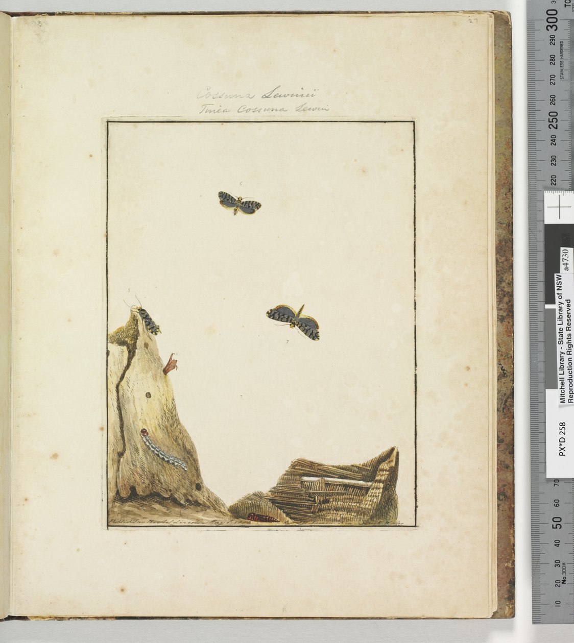 Strana 27. Talíř 7 Cossuna Lewinii Tinea Cossuna Lewin, 1803-04 (ručně kolorované lepty) od John William Lewin