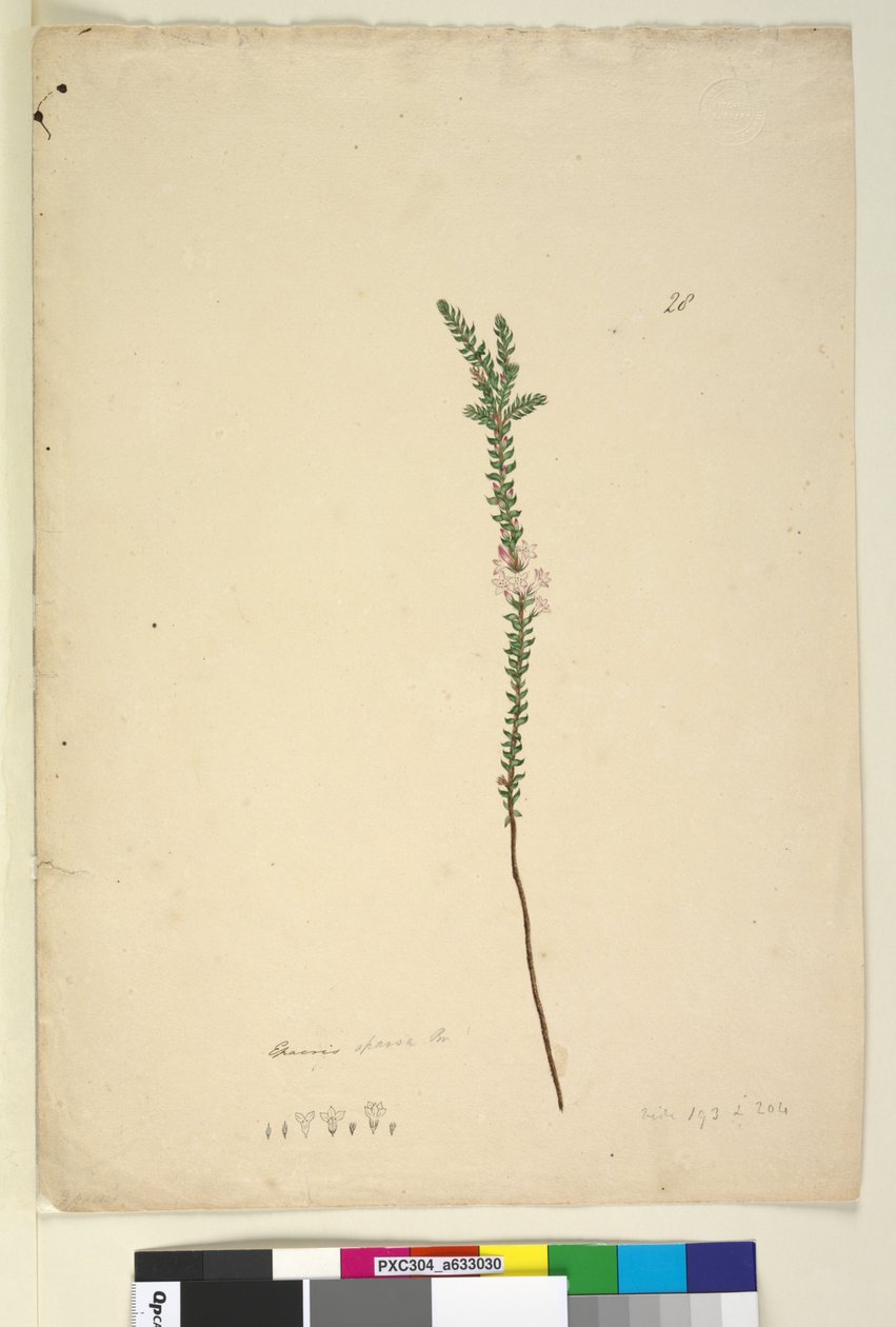 Strana 28. Epacris sparsa, c.1803-06 (wc, pero, inkoust a tužka) od John William Lewin