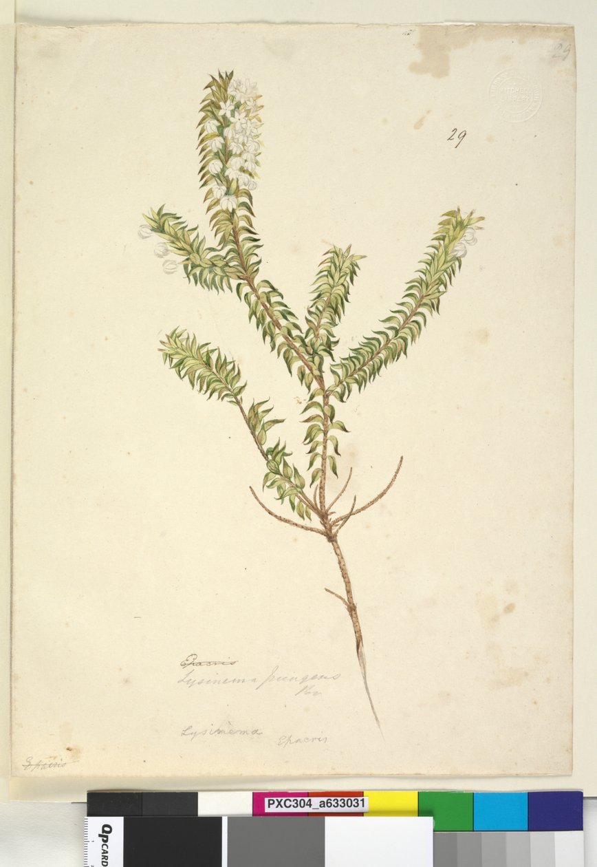 Strana 29. Lysinema, c.1803-06 (wc, pero, inkoust a tužka) od John William Lewin