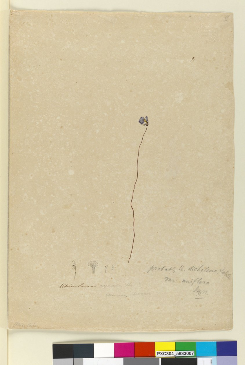 Strana 2. Utricularia dichotoma, c.1803-06 (wc, pero, inkoust a tužka) od John William Lewin