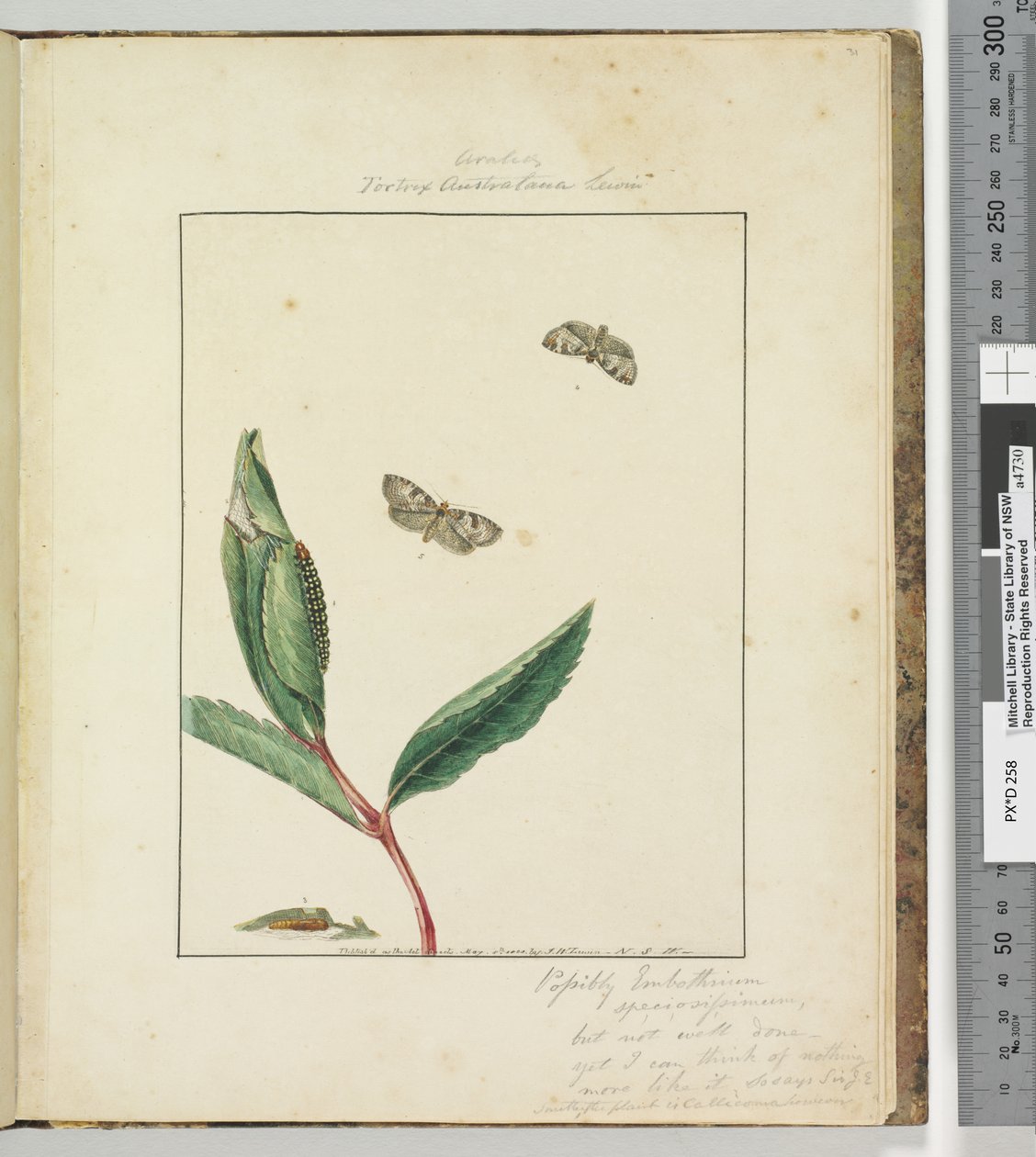 Strana 31. Talíř 8 Ara.. Tortrix Australana Lewin, 1803-04 (ručně kolorované lepty) od John William Lewin
