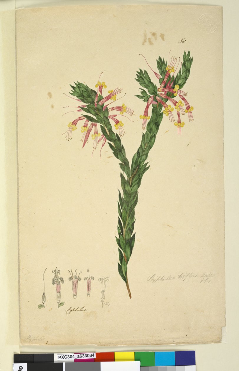 Strana 33. Styphelia triflora, c.1803-06 (wc, pero, inkoust a tužka) od John William Lewin