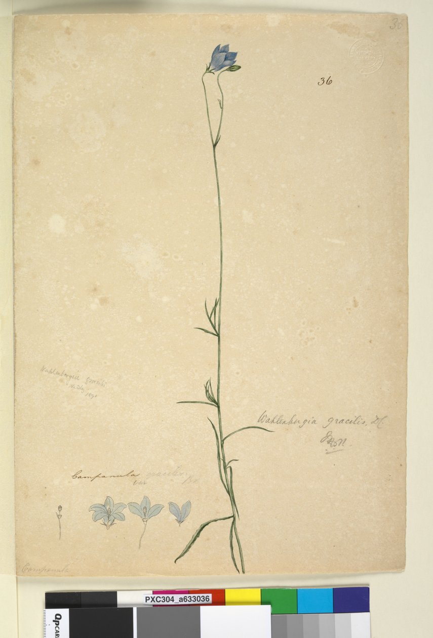 Strana 36. Wahlenbergia gracilis, c.1803-06 (wc, pero, inkoust a tužka) od John William Lewin