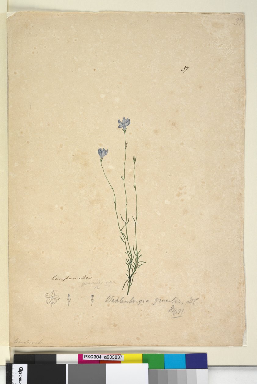 Strana 37. Wahlenbergia gracilis, c.1803-06 (wc, pero, inkoust a tužka) od John William Lewin