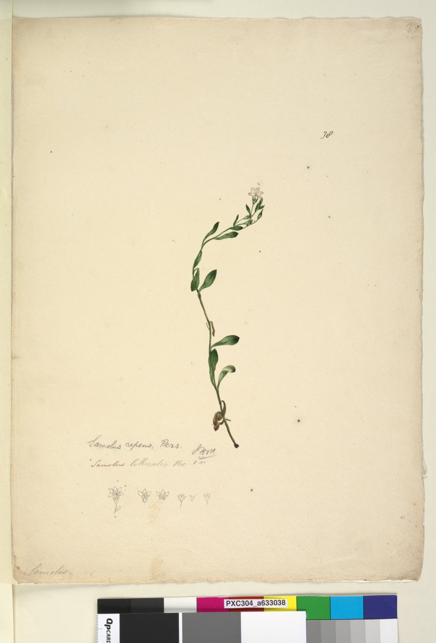 Strana 38. Samolus repens, c.1803-06 (wc, pero, inkoust a tužka) od John William Lewin