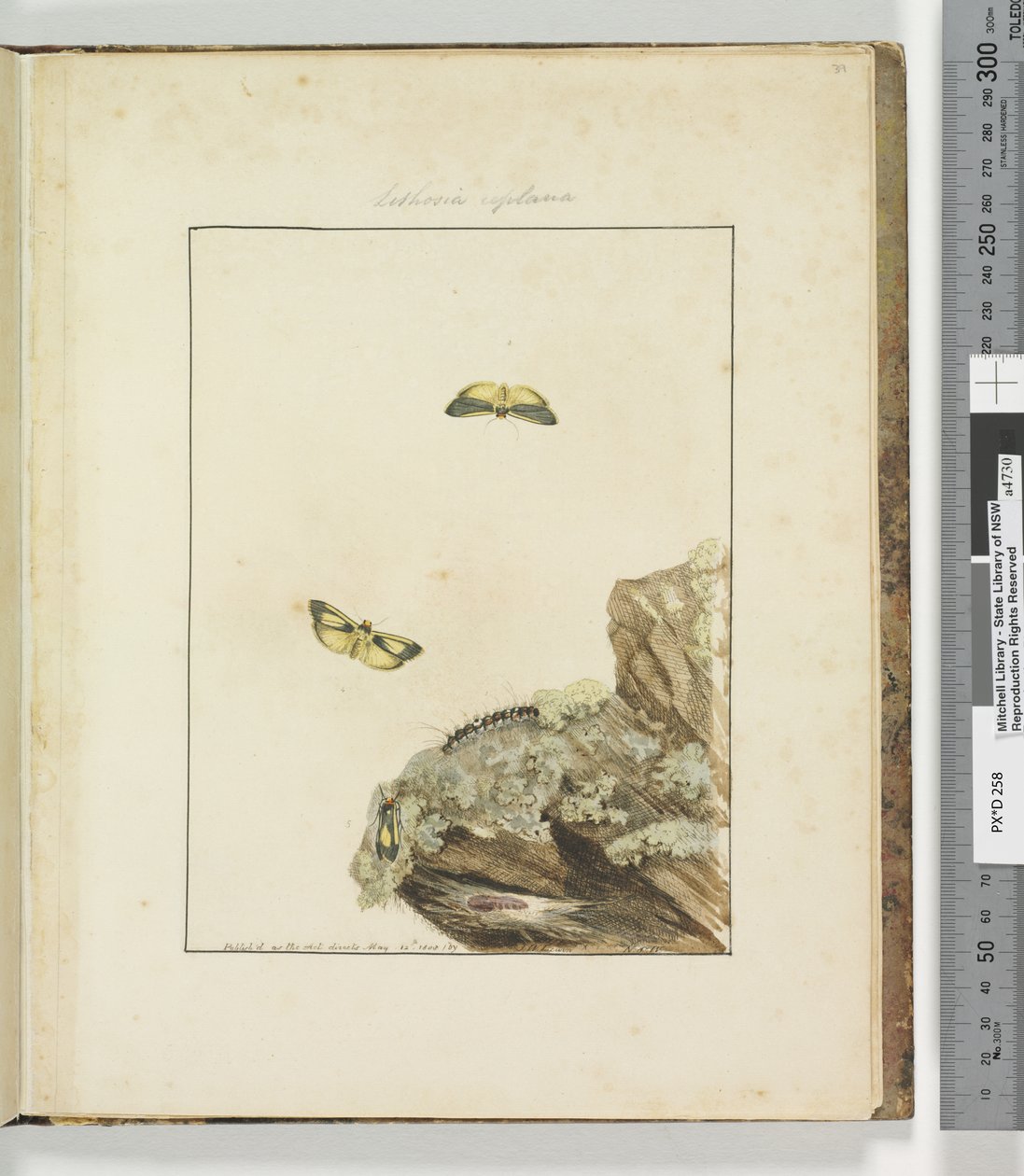 Strana 39. Talíř 10 Lithosa Replana, 1803-04 (ručně kolorované lepty) od John William Lewin