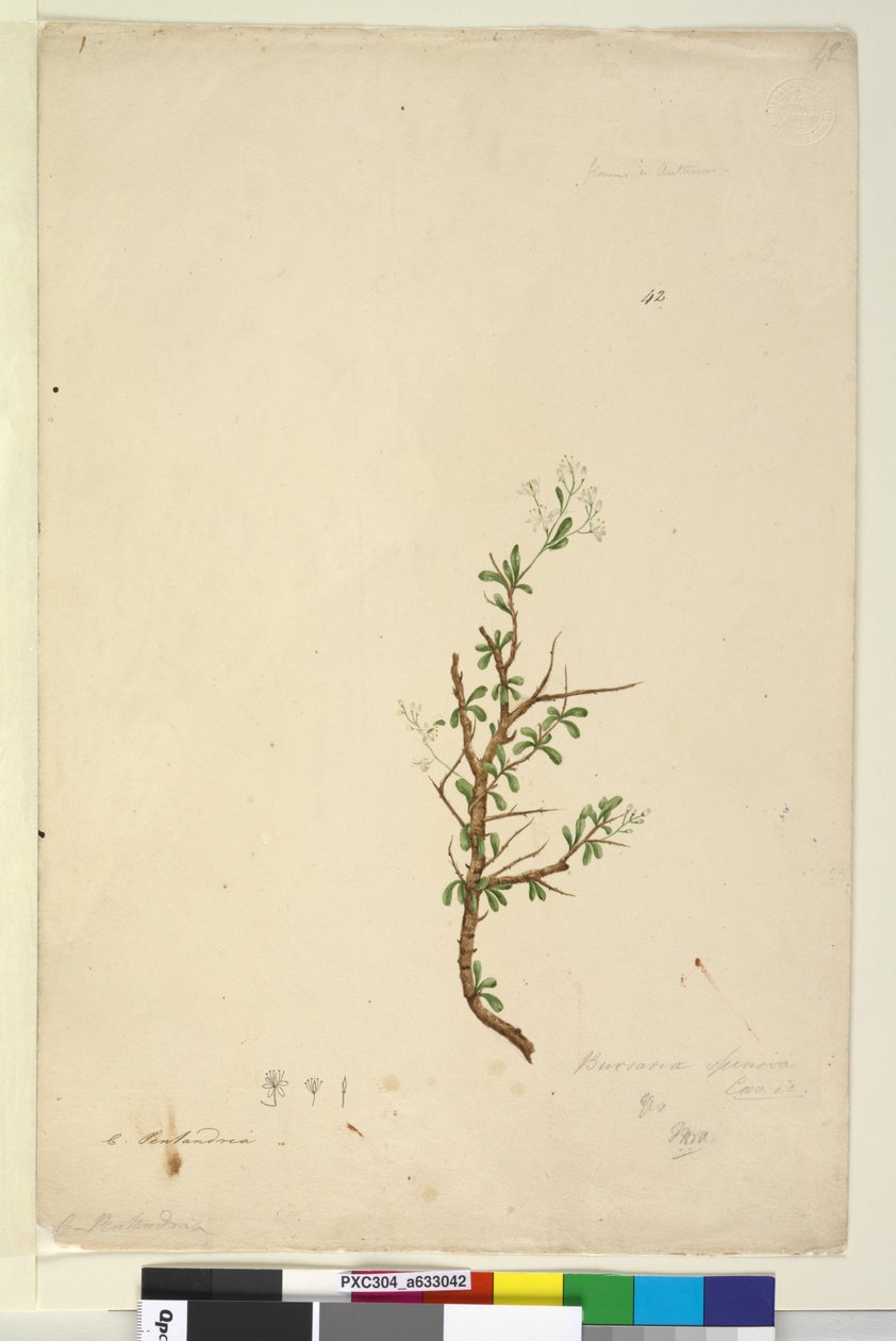 Strana 42. Bursaria spinosa, c.1803-06 (wc, pero, inkoust a tužka) od John William Lewin