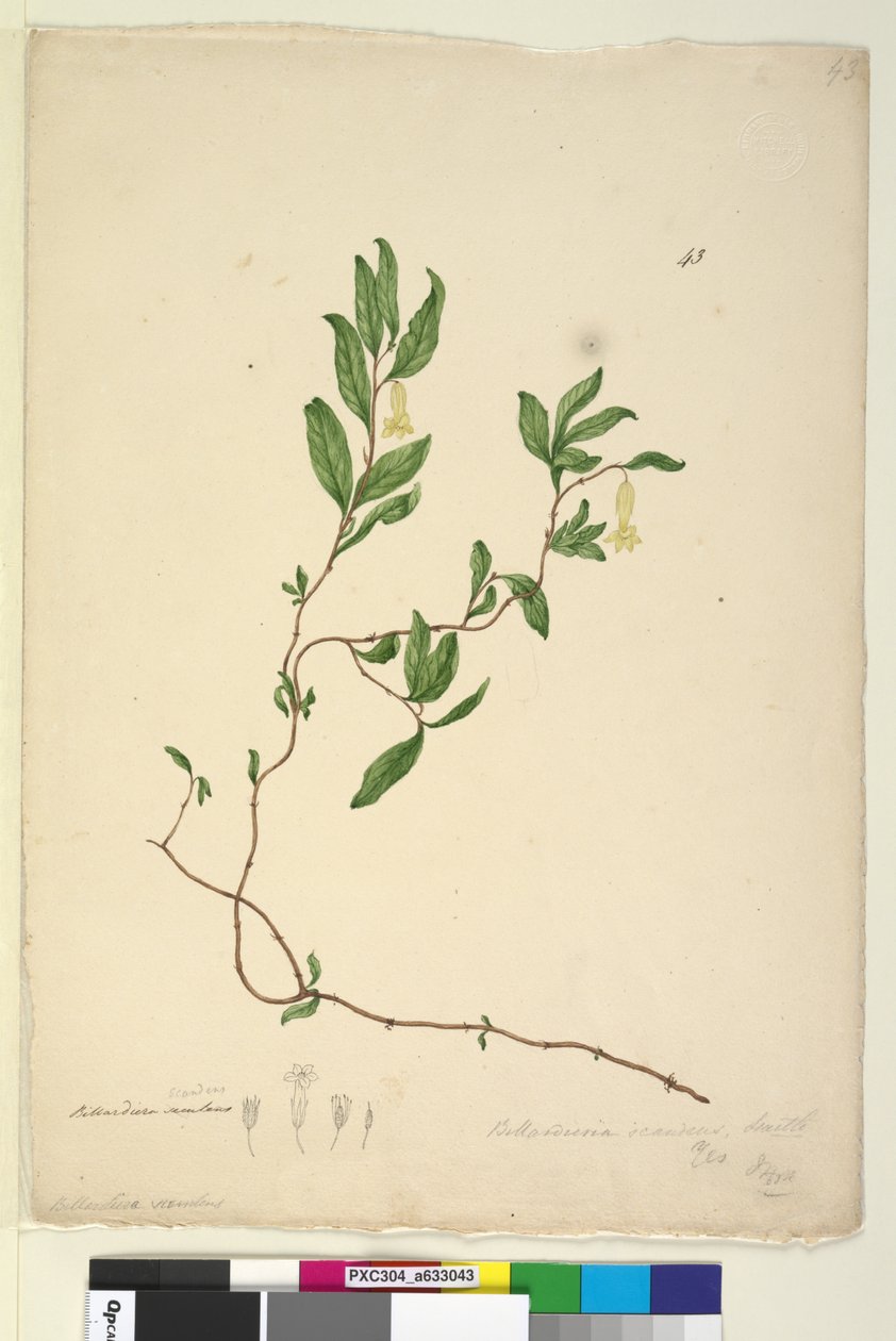 Strana 43. Billardiera scandens, c.1803-06 (wc, pero, inkoust a tužka) od John William Lewin