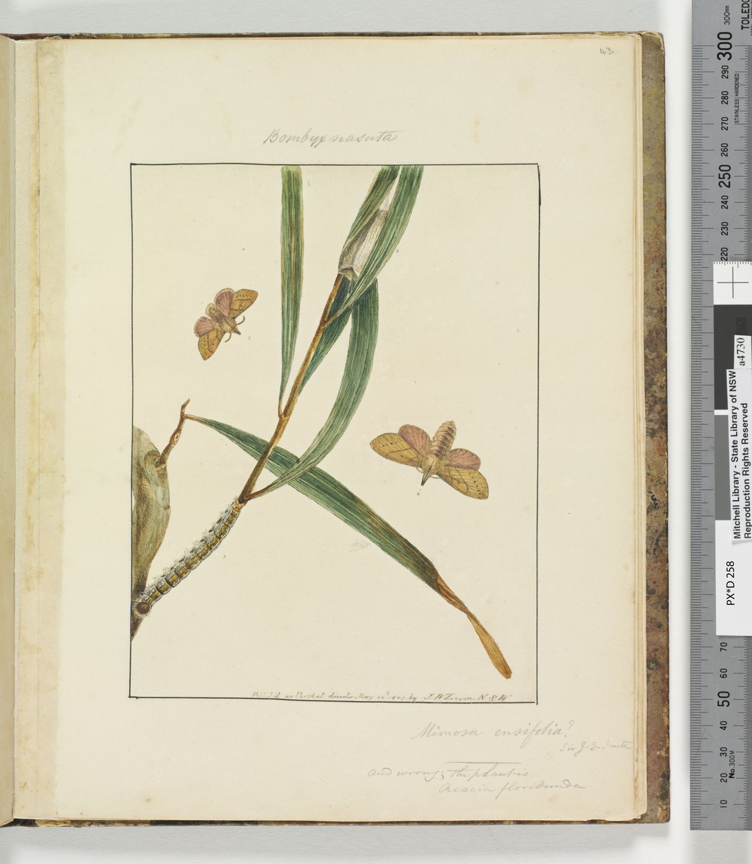 Strana 43. Talíř 11 Bombyx Nasuta, 1803-04 (ručně kolorované lepty) od John William Lewin