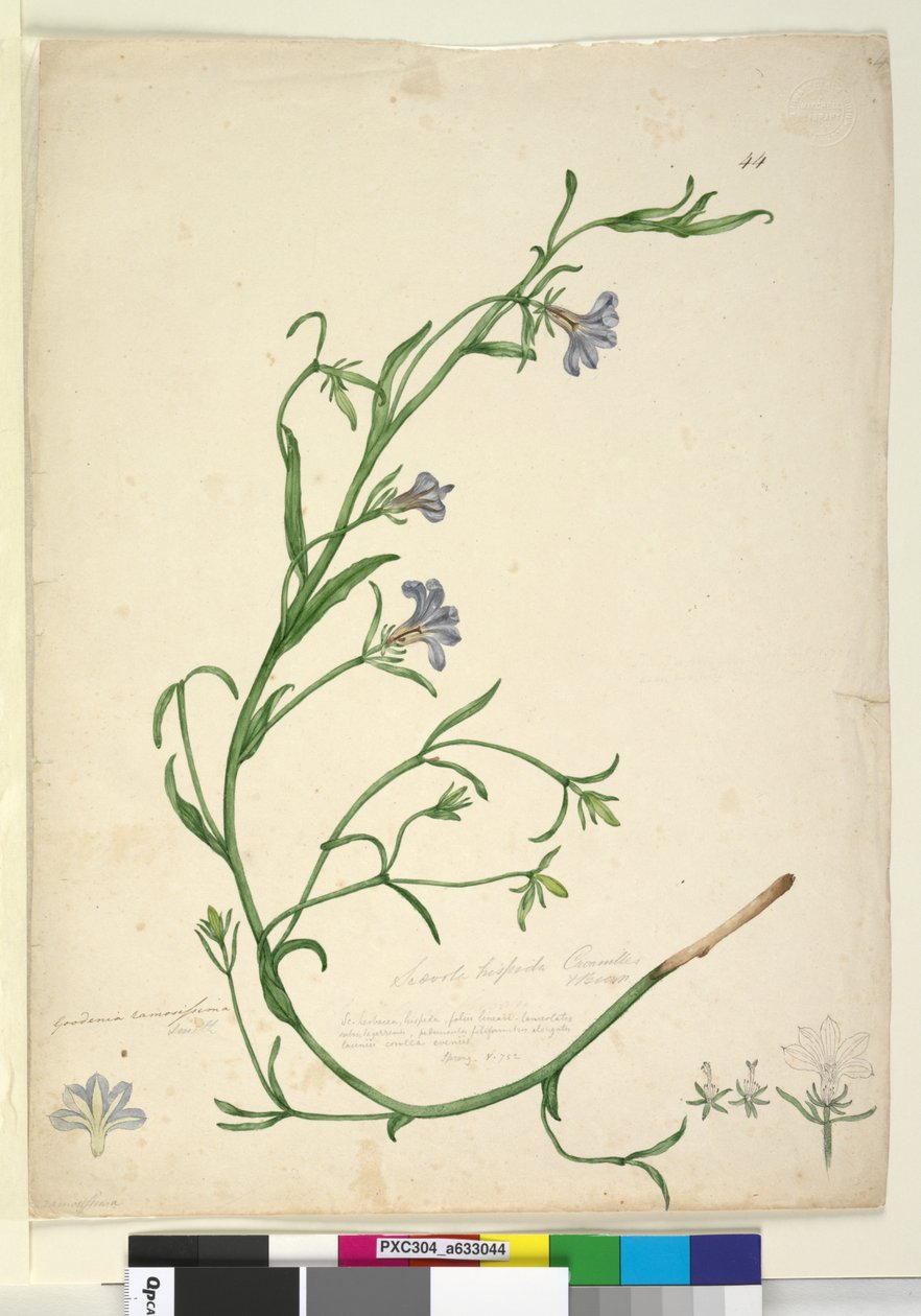 Strana 44. Goodenia ramosissima, c.1803-06 (wc, pero, inkoust a tužka) od John William Lewin