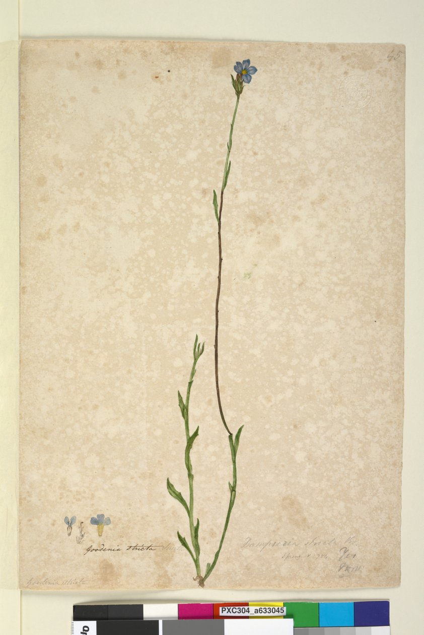 Strana 45. Dampiera stricta, c.1803-06 (wc, pero, inkoust a tužka) od John William Lewin