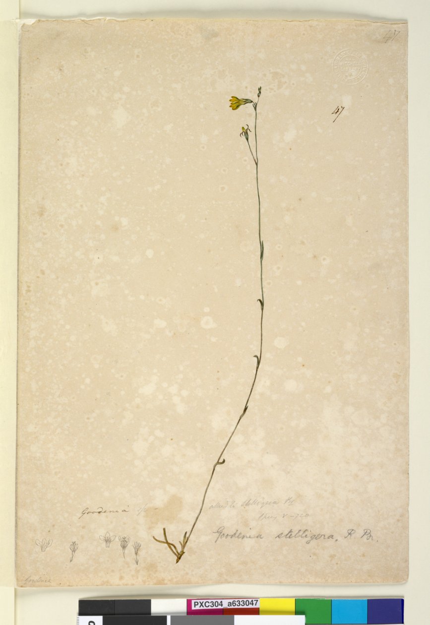 Strana 47. Goodenia stelligera, c.1803-06 (wc, pero, inkoust a tužka) od John William Lewin