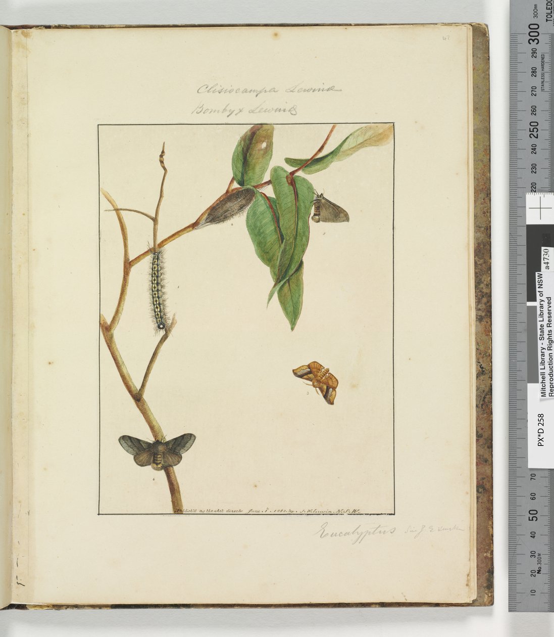 Strana 47. Talíř 12 Clisiocampa Lewinae Bombyx Lewinae, 1803-04 (ručně kolorované lepty) od John William Lewin