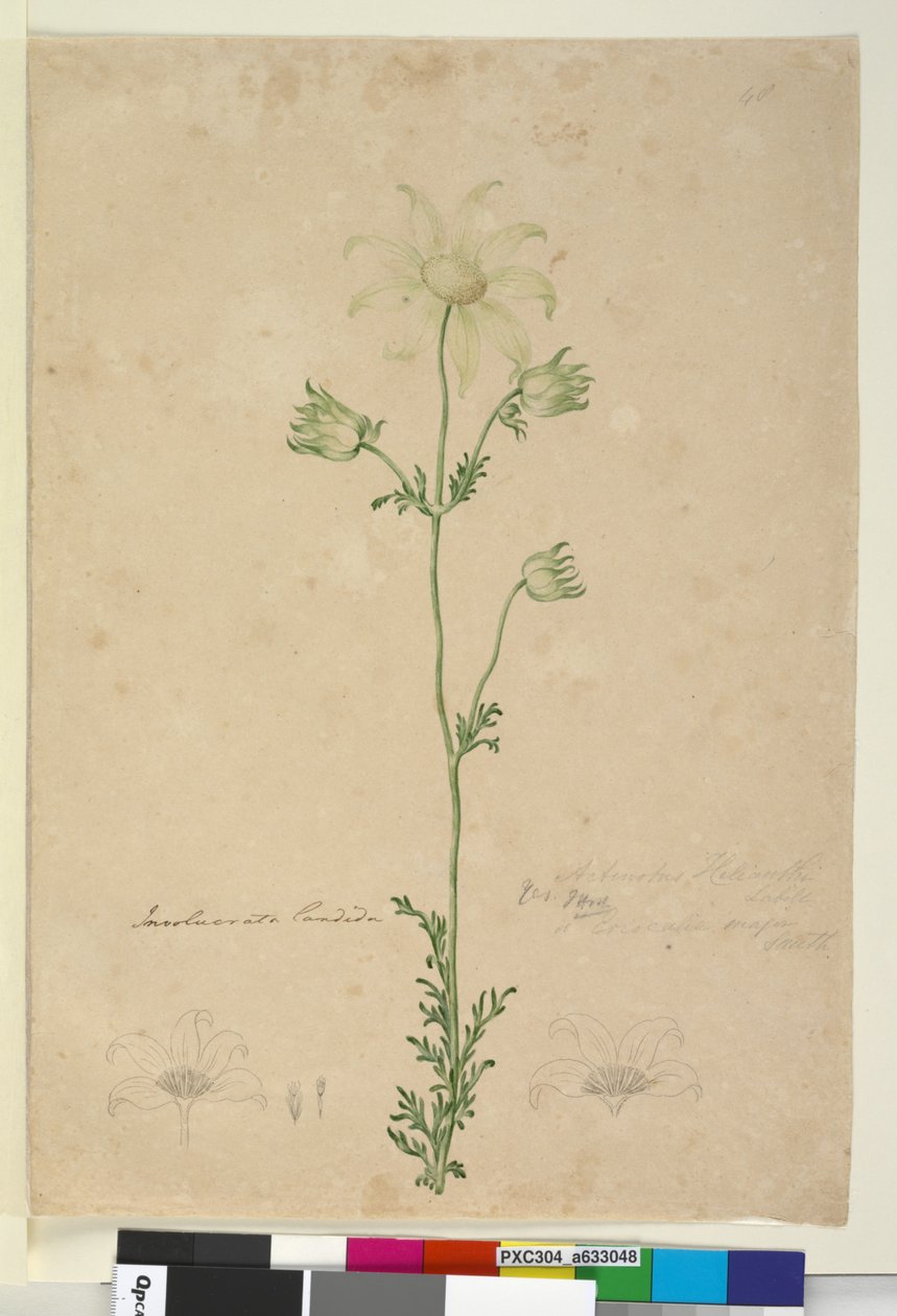 Strana 48. Actinotus Helianthi, c.1803-06 (wc, pero, inkoust a tužka) od John William Lewin
