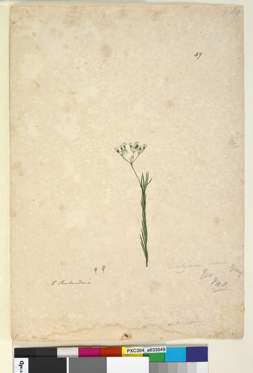 Strana 49. Trachymene linearis, c.1803-06 (wc, pero, inkoust a tužka) od John William Lewin