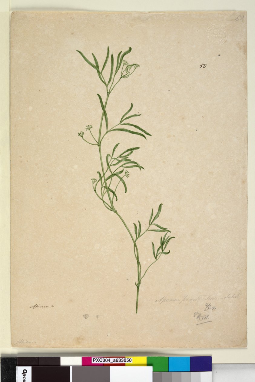 Strana 50. Apium, c.1803-06 (wc, pero, inkoust a tužka) od John William Lewin