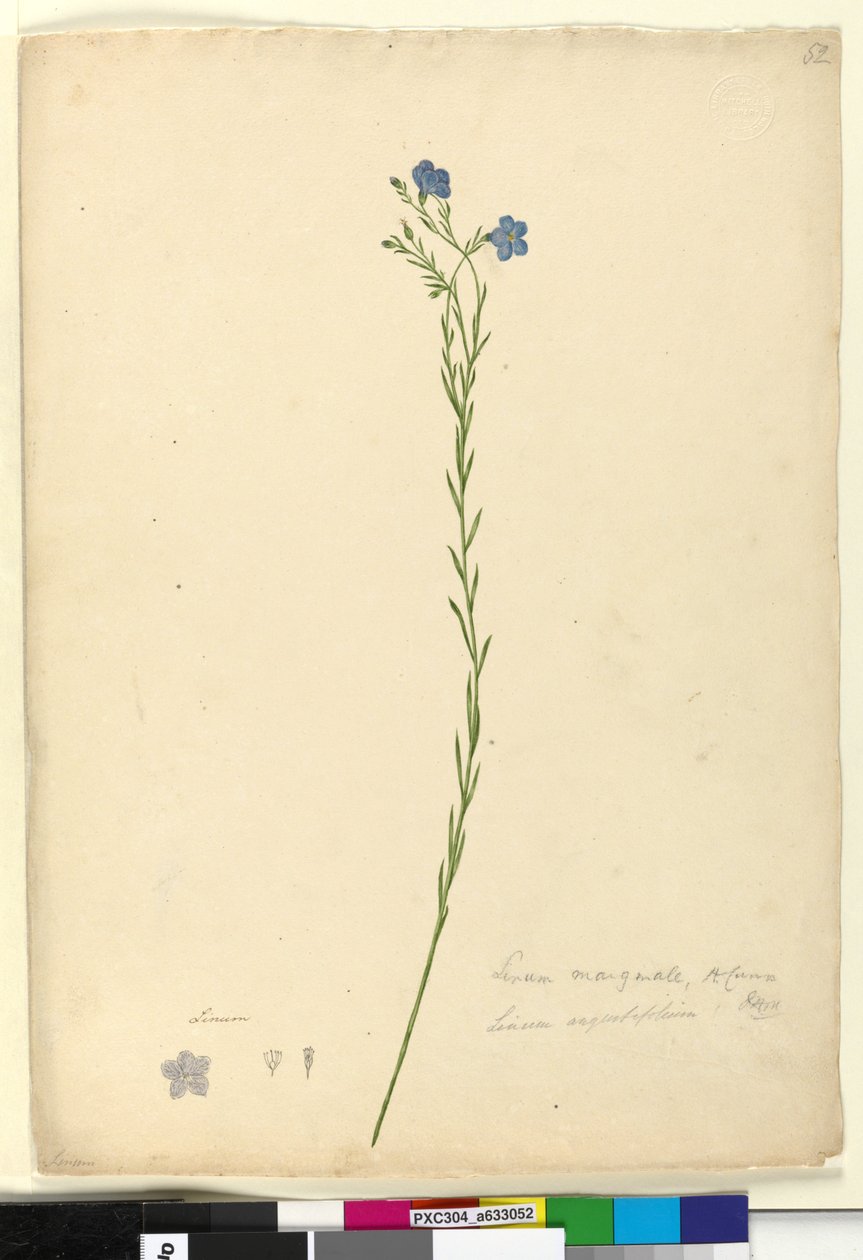 Strana 52. Linum marginale, c.1803-06 (wc, pero, inkoust a tužka) od John William Lewin