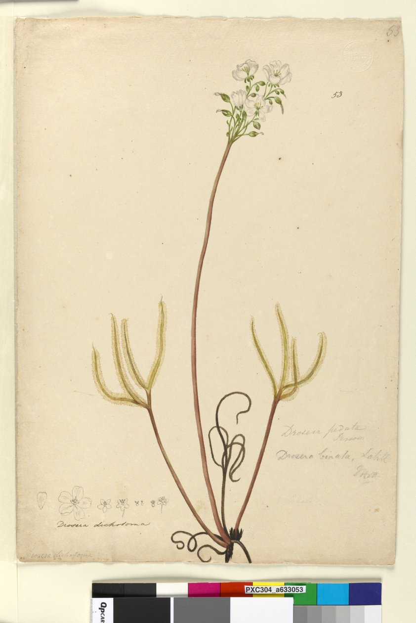 Strana 53. Drosera binata, c.1803-06 (wc, pero, inkoust a tužka) od John William Lewin