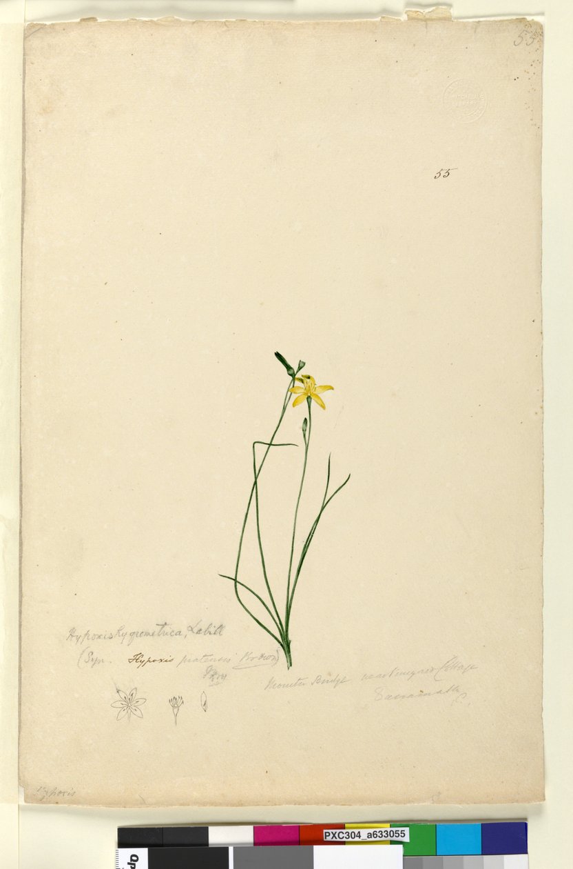 Strana 55. Hypoxis hygrometrica, asi 1803-06 (čb, pero, tuš a tužka) od John William Lewin