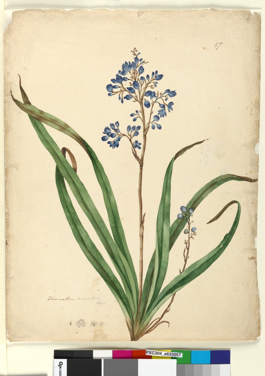 Strana 57. Dianella caerulea, c.1803-06 (wc, pero, inkoust a tužka) od John William Lewin
