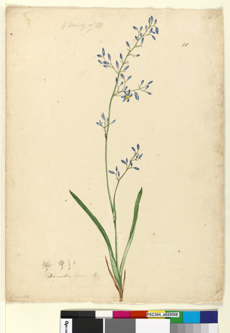 Strana 58. Dianella levis, c.1803-06 (wc, pero, inkoust a tužka) od John William Lewin