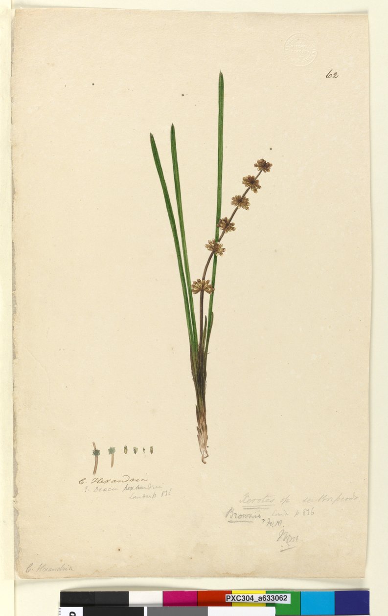 Strana 62. Xerotes Lomandra multiflora, c.1803-06 (wc, pero, inkoust a tužka) od John William Lewin