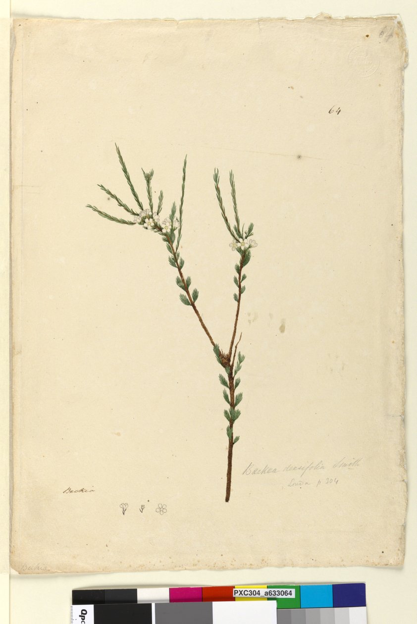 Strana 64. Baeckea densifolia, c.1803-06 (wc, pero, inkoust a tužka) od John William Lewin