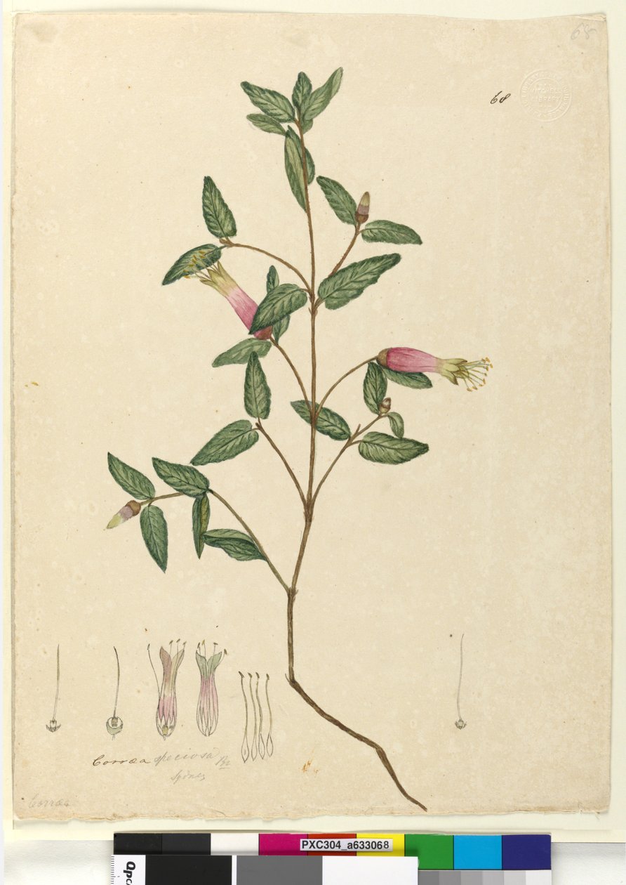 Strana 68. Correa speciosa, c.1803-06 (wc, pero, inkoust a tužka) od John William Lewin