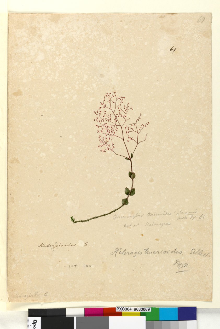 Strana 69. Gonocarpus teucrioides, c.1803-06 (wc, pero, inkoust a tužka) od John William Lewin