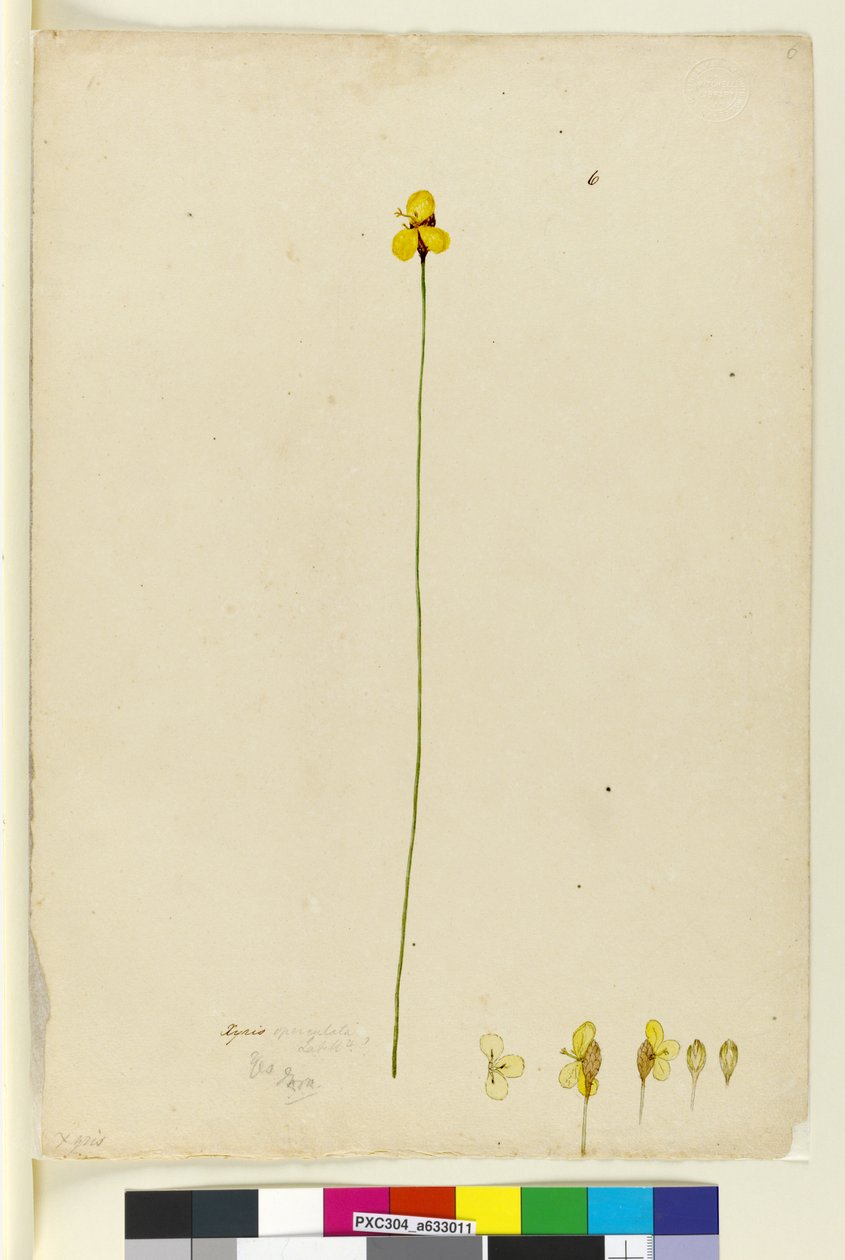 Strana 6. Xyris operculata, c.1803-06 (wc, pero, inkoust a tužka) od John William Lewin