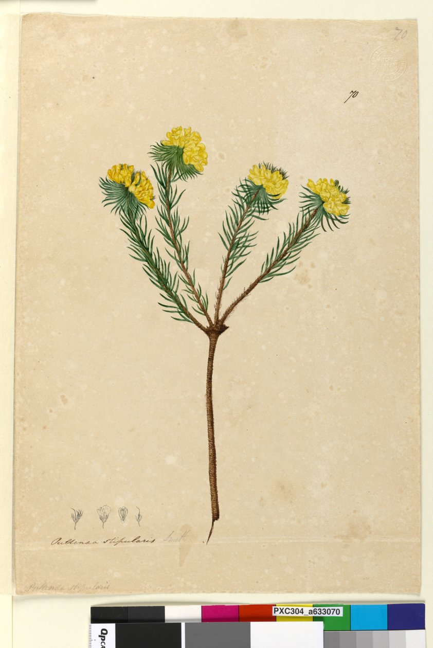 Strana 70. Pultenaea stipularis, c.1803-06 (wc, pero, inkoust a tužka) od John William Lewin