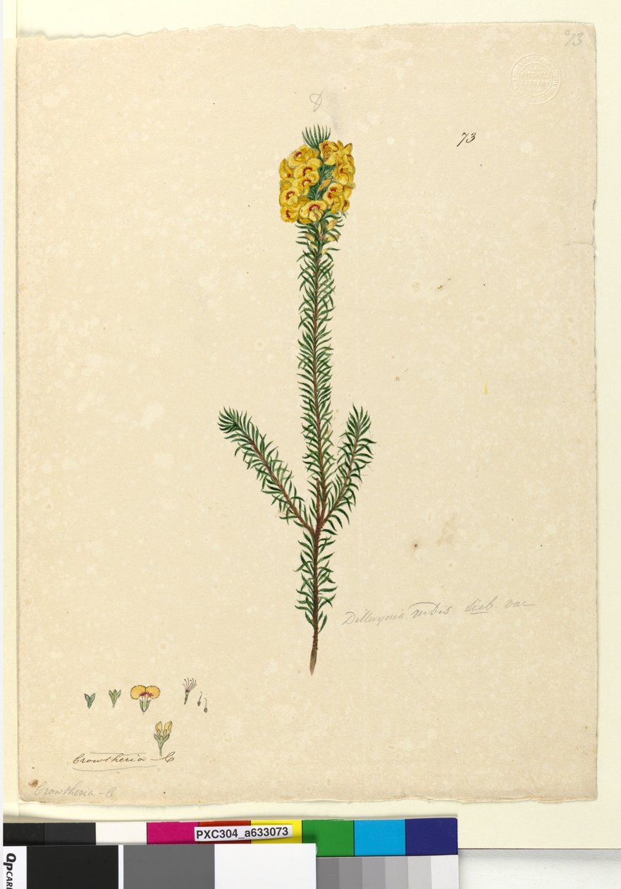 Strana 73. Dillwynia rubis?, c.1803-06 (wc, pero, inkoust a tužka) od John William Lewin