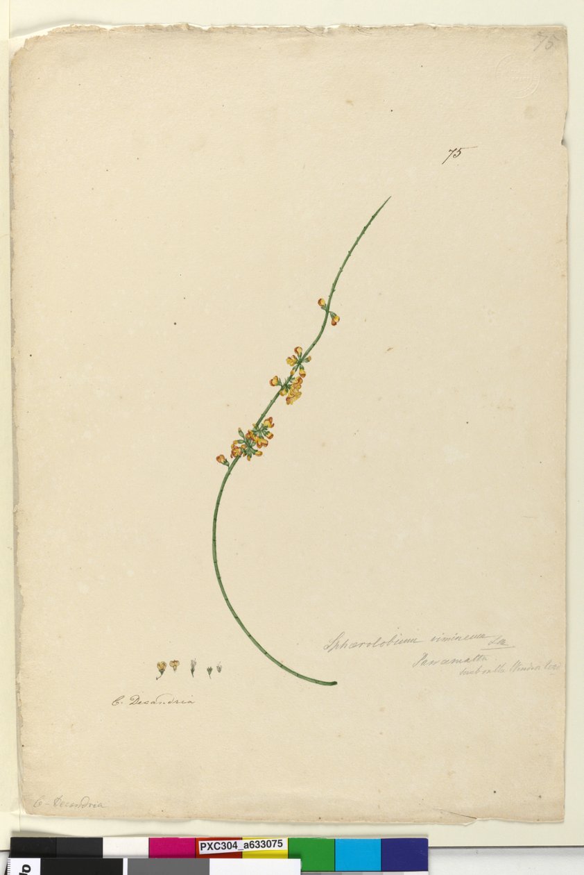 Strana 75. Sphaerolobium vimineum, c.1803-06 (wc, pero, inkoust a tužka) od John William Lewin