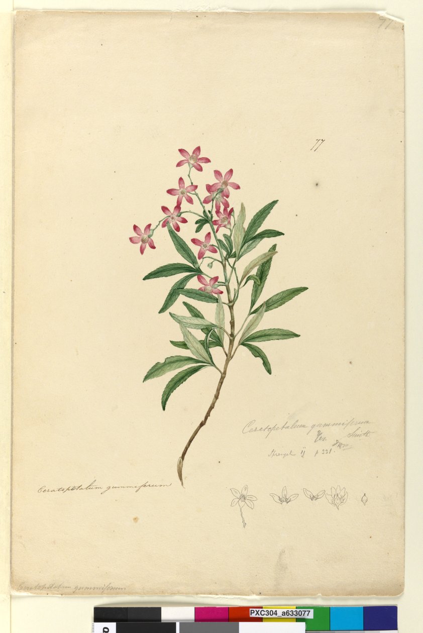 Strana 77. Ceratopetalum gummiferum, c.1803-06 (wc, pero, inkoust a tužka) od John William Lewin