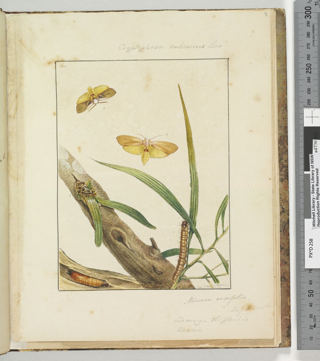 Strana 7. Pl.2 Cryptohasa Rebescens Lew, 1803-04 (ručně kolorované lepty) od John William Lewin