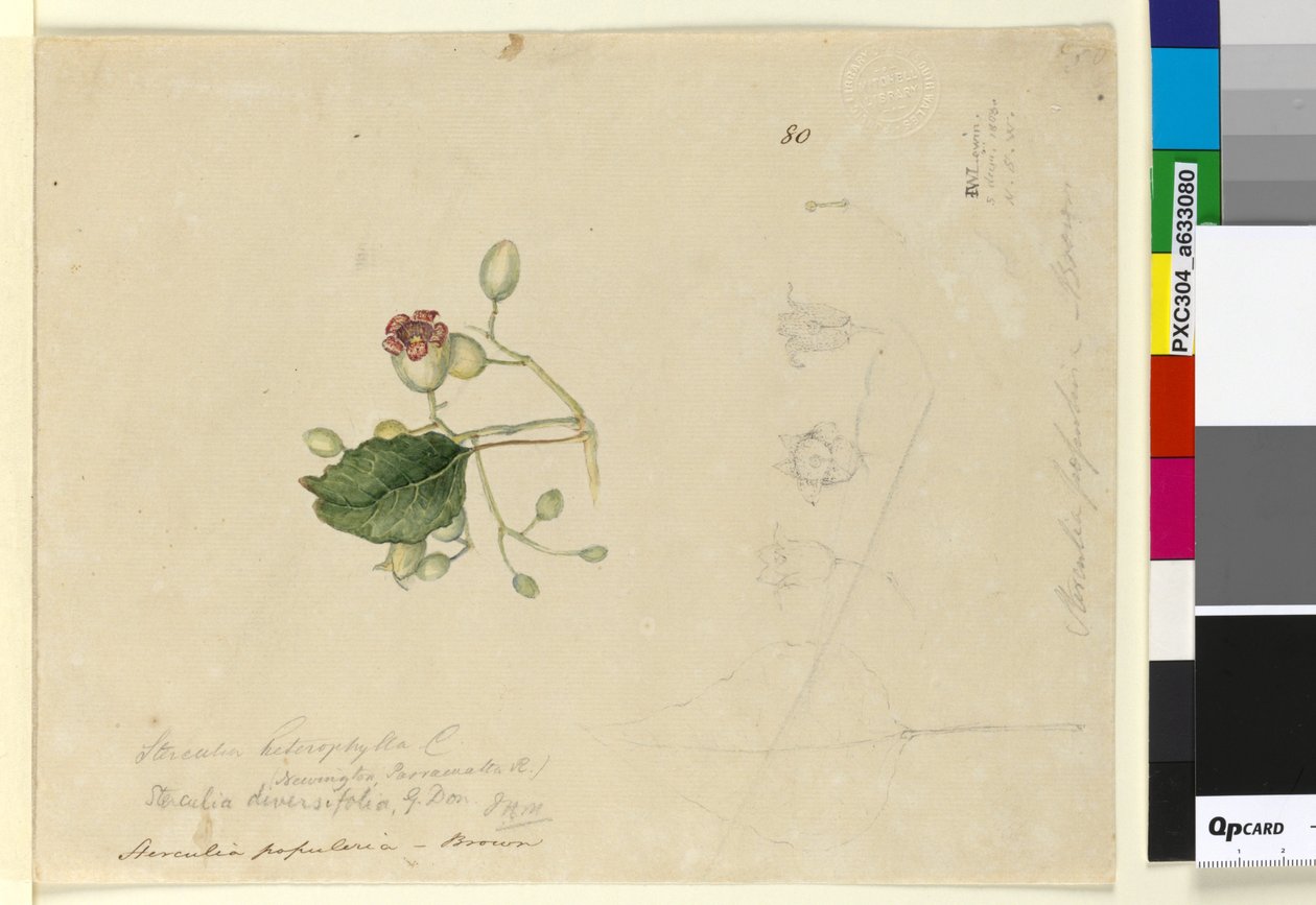 Strana 80. Sterculia diversifolia, c.1803-06 (wc, pero, inkoust a tužka) od John William Lewin