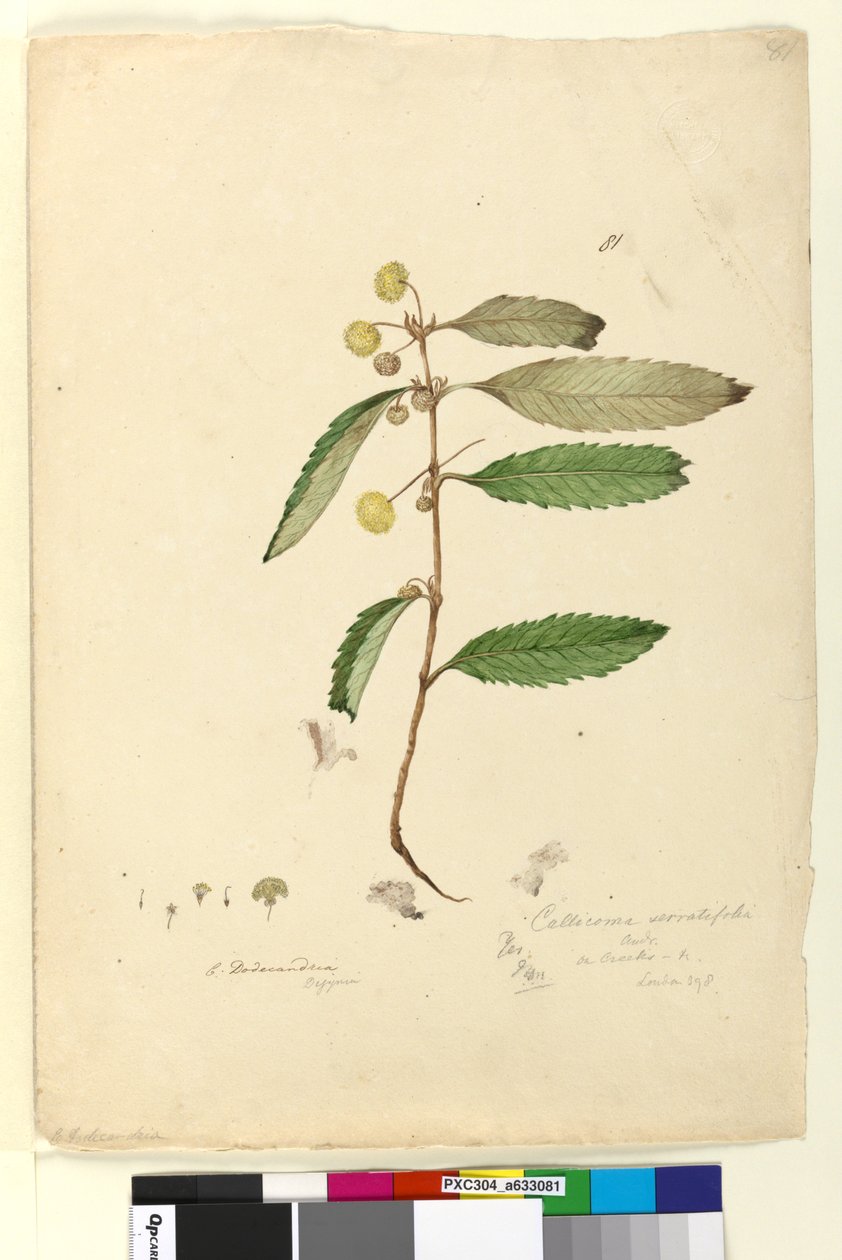 Strana 81. Callicoma serratifolia, c.1803-06 (wc, pero, inkoust a tužka) od John William Lewin