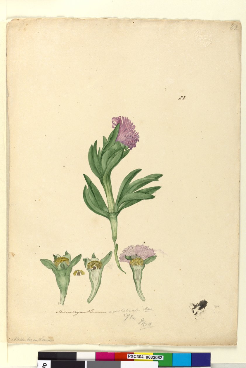 Strana 82. Mesembryanthemum aequilaterale, c.1803-06 (wc, pero, inkoust a tužka) od John William Lewin
