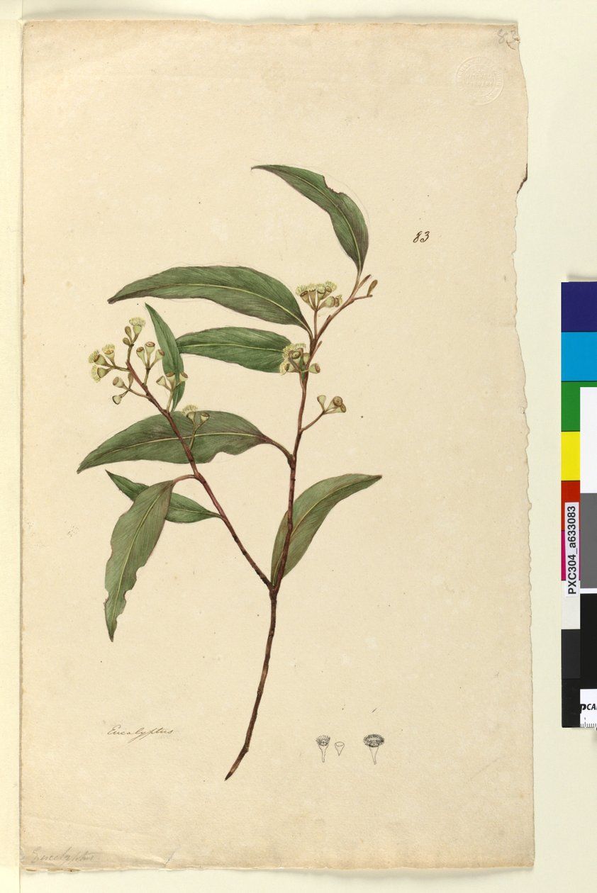 Strana 83. Eucalyptus, c.1803-06 (wc, pero, inkoust a tužka) od John William Lewin