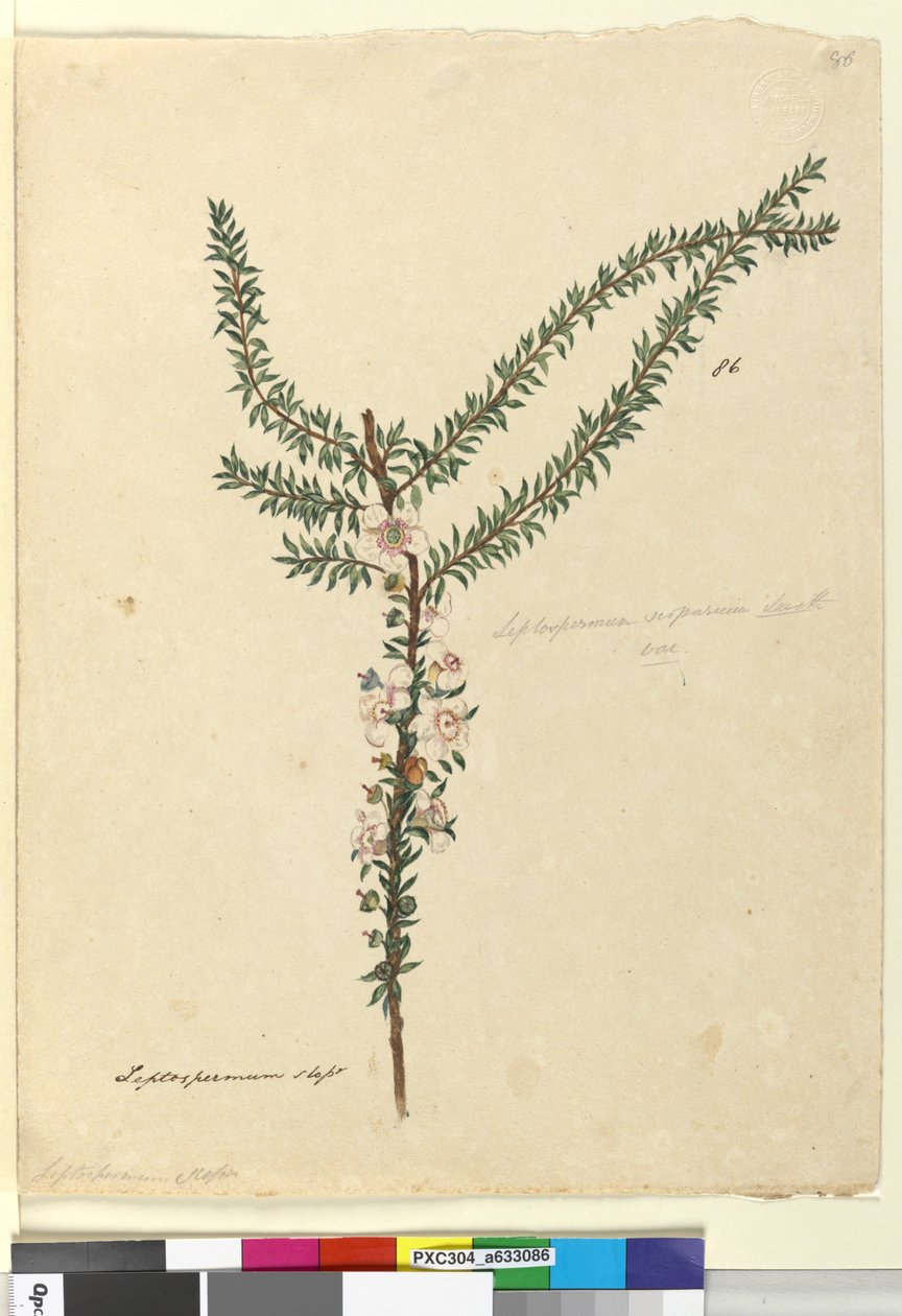 Strana 86. Leptospermum scoparium, c.1803-06 (wc, pero, inkoust a tužka) od John William Lewin