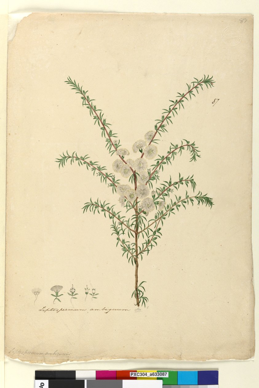 Strana 87. Leptospermum ambiguum, c.1803-06 (wc, pero, inkoust a tužka) od John William Lewin