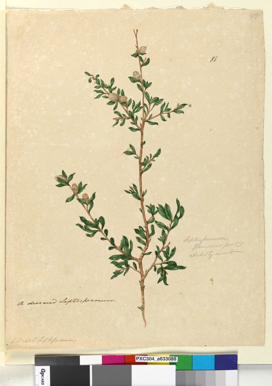 Strana 88. Leptospermum flavescens, c.1803-06 (wc, pero, inkoust a tužka) od John William Lewin