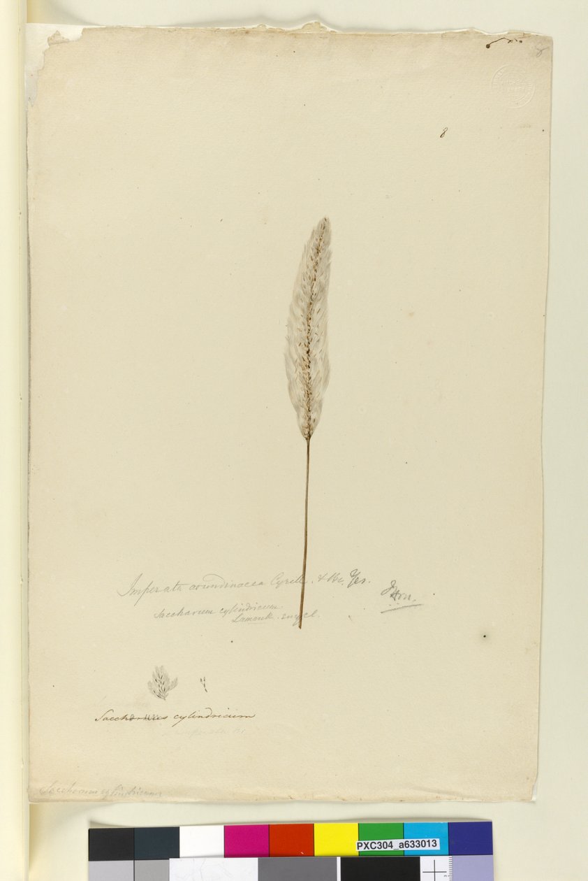 Strana 8. Imperata arundinacea syn. Saccharum cylindricum, c.1803-06 (wc, pero, inkoust a tužka) od John William Lewin