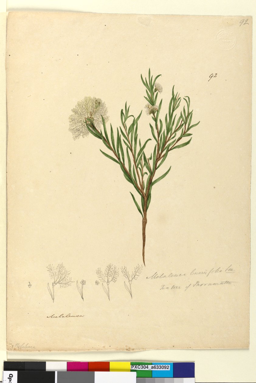 Strana 92. Melaleuca linariifolia, c.1803-06 (wc, pero, inkoust a tužka) od John William Lewin