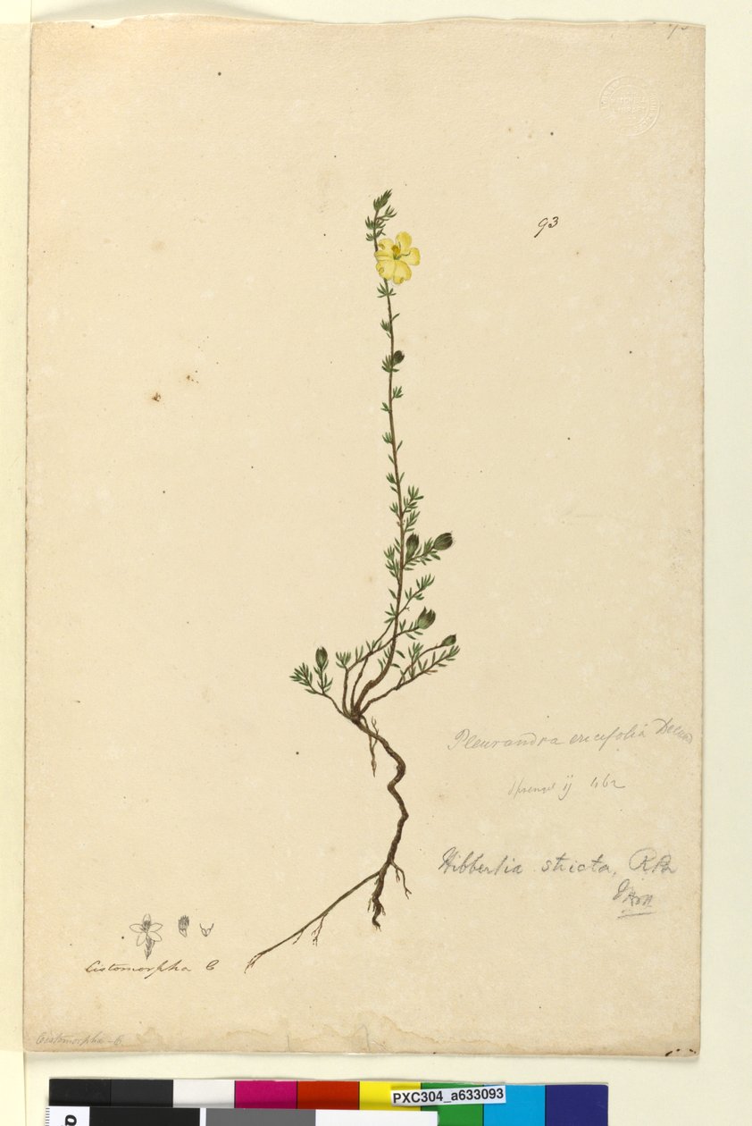 Strana 93. Hibbertia stricta, c.1803-06 (wc, pero, inkoust a tužka) od John William Lewin