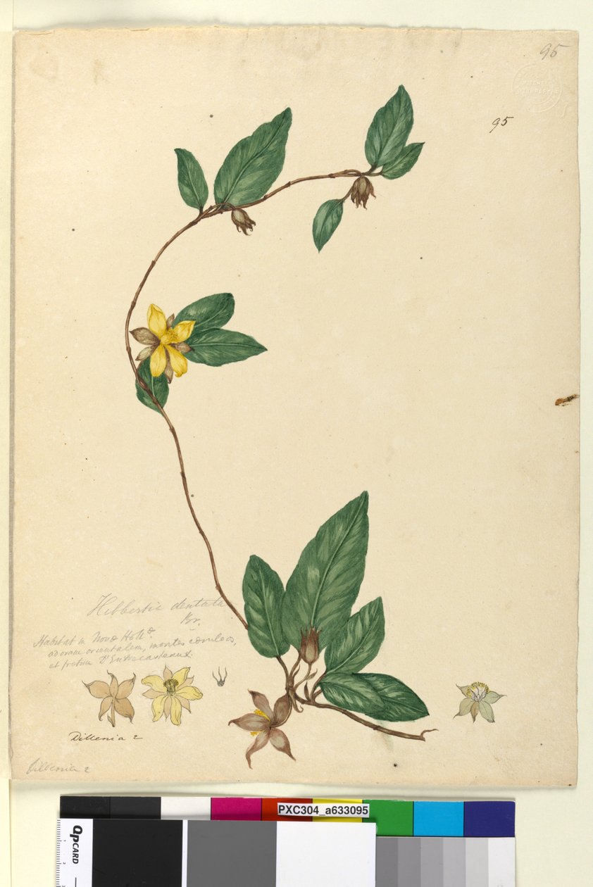 Strana 95. Hibbertia dentata, c.1803-06 (wc, pero, inkoust a tužka) od John William Lewin