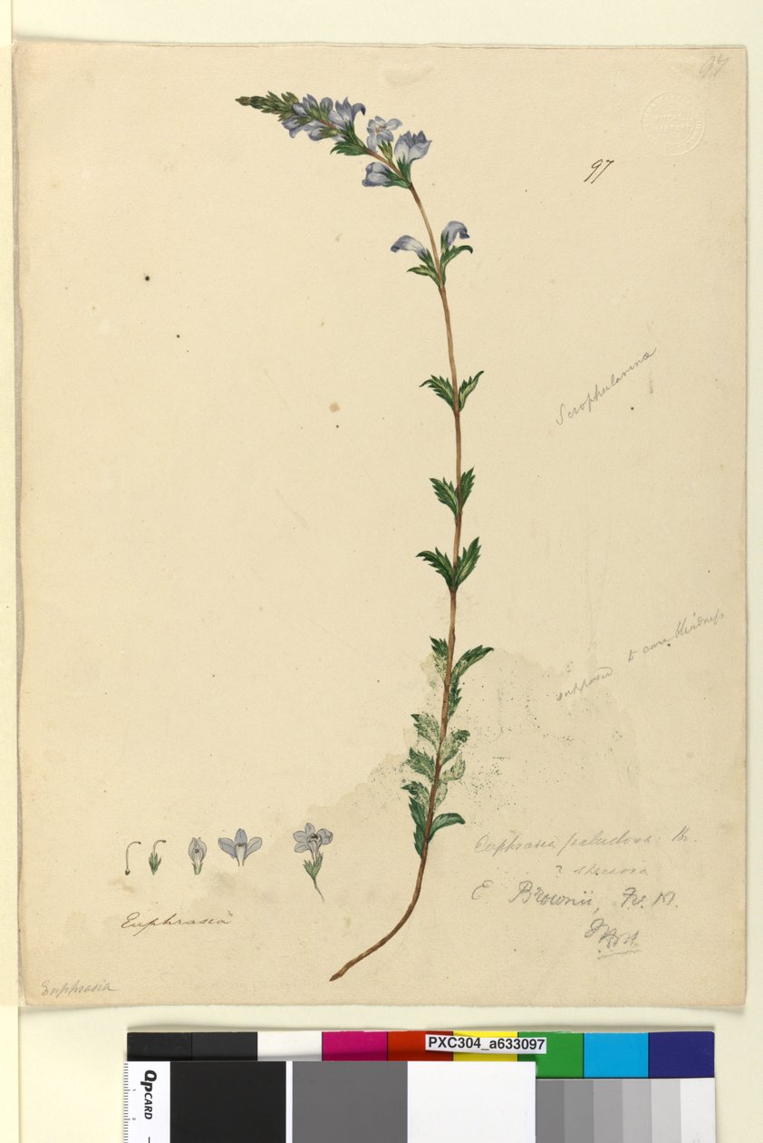 Strana 97. Euphrasia paludosa, c.1803-06 (wc, pero, inkoust a tužka) od John William Lewin